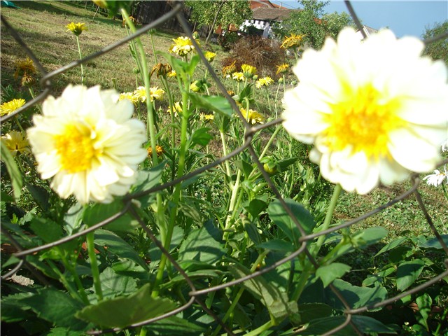 dalije